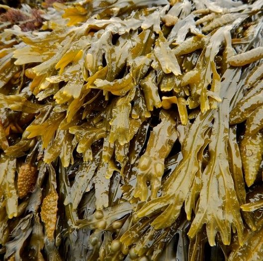 Bladderwrack – Fucus Vesiculosus