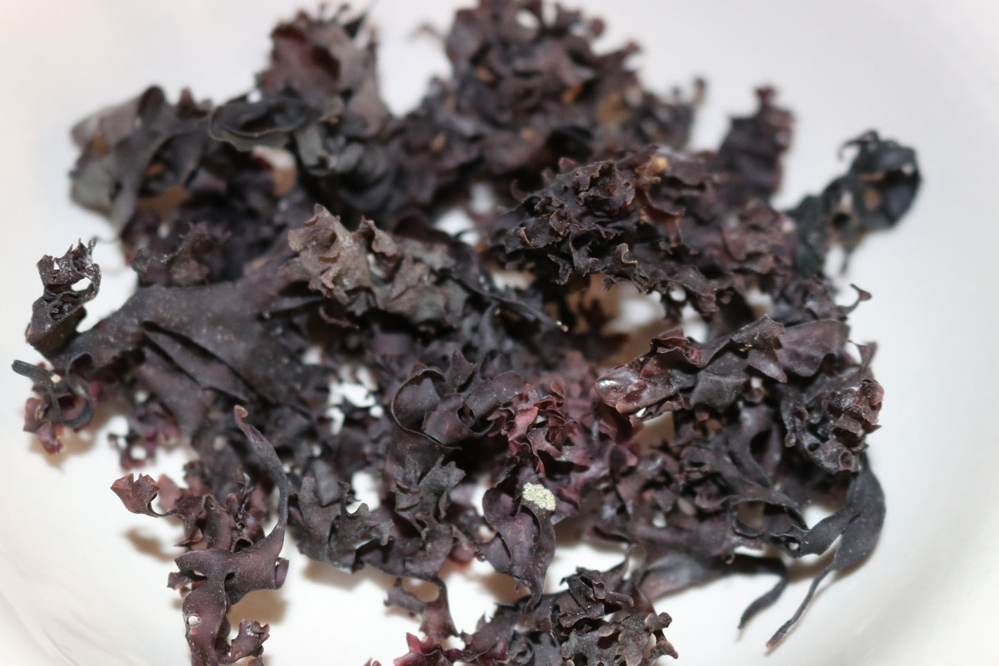 Purple Seamoss - Irish Moss Whole Leaf Chondrus Crispus 2oz - Healthy Herb Diet