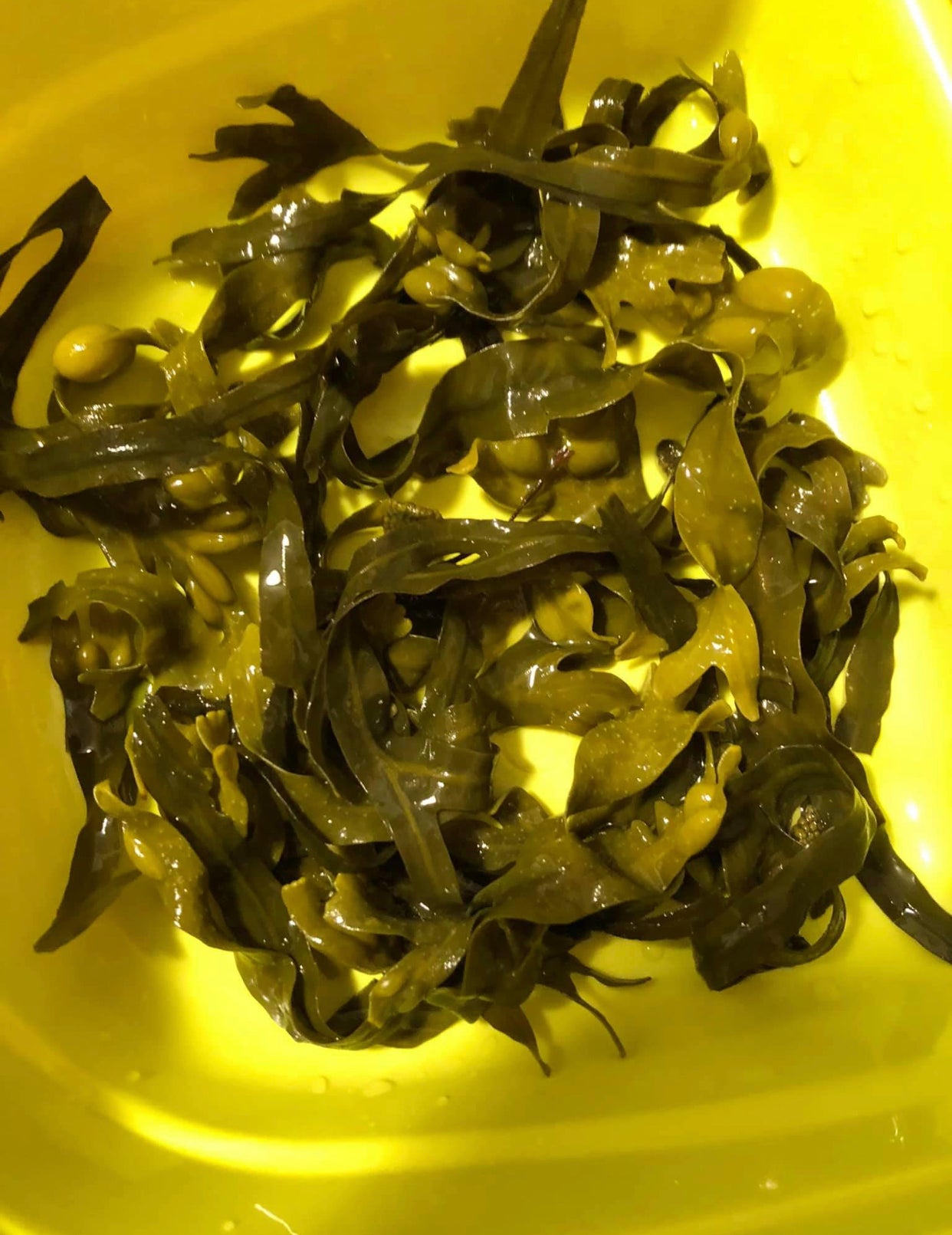 Bladderwrack - Fucus Vesiculosus 1oz - Healthy Herb Diet