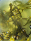 Bladderwrack - Fucus Vesiculosus 1oz - Healthy Herb Diet